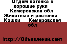 Отдам котёнка в хорошие руки - Кемеровская обл. Животные и растения » Кошки   . Кемеровская обл.